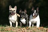 BOULEDOGUE FRANCAIS 1245